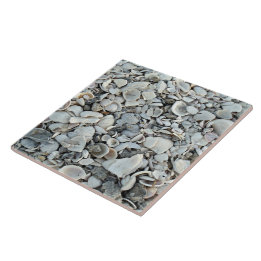 Carreaux de bord de mer Coquilles