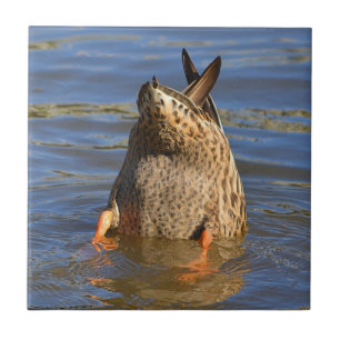 Carreaux de canard vers le haut