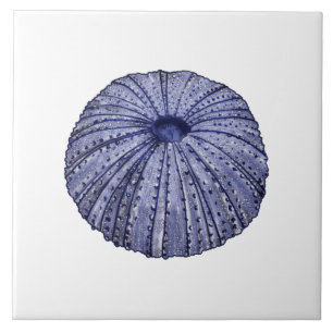 Carreaux de céramique bleu et blanc de l'oursin
