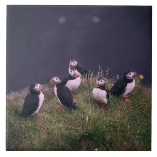 Carreaux de céramique des Puffins de l'Atlantique