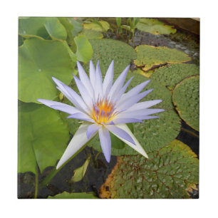 Carreaux de céramique Water Lily