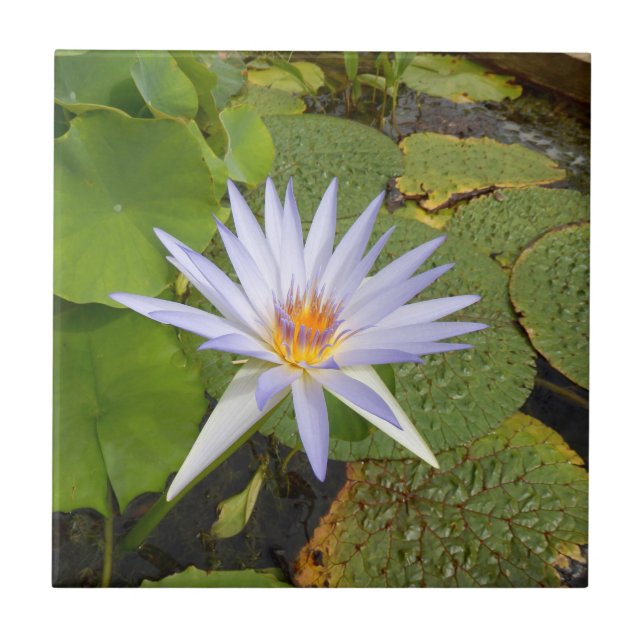Carreaux de céramique Water Lily (Devant)
