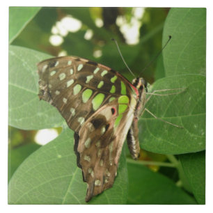 Carreaux de papillon vert Iridescente tropicale