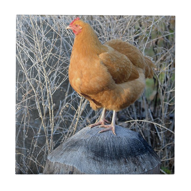 Carreaux de poulet (Devant)