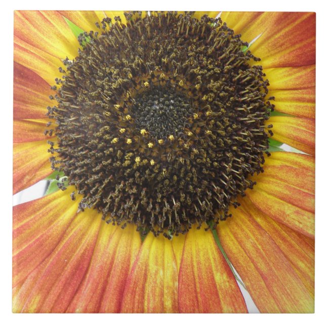 Carreaux de tournesol orange (Devant)