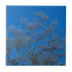 Carreaux en céramique de peuplier blanc