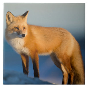 Carreaux en céramique Fox Brown