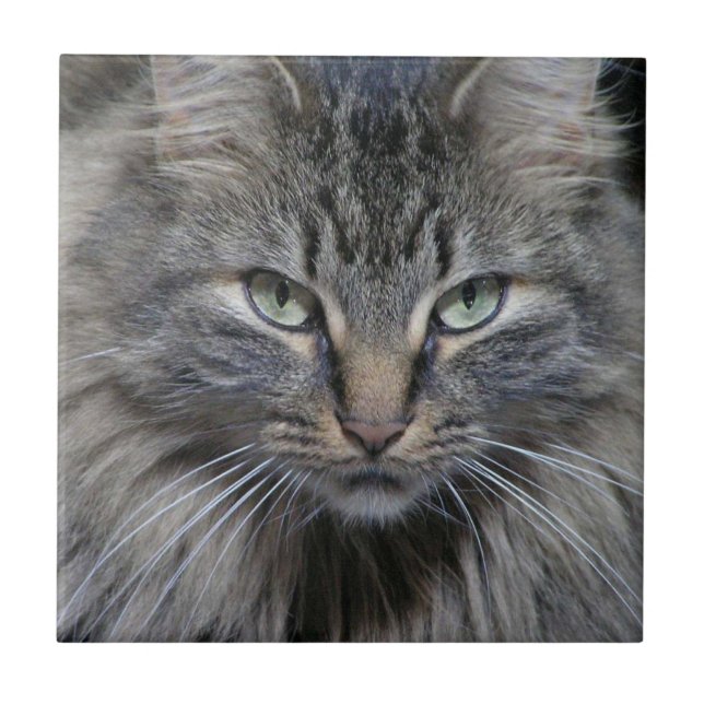 Carreaux en céramique Maine Coon Kitty Cat (Devant)