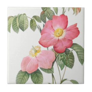Carreaux en céramique Redoute Red Rose Roses