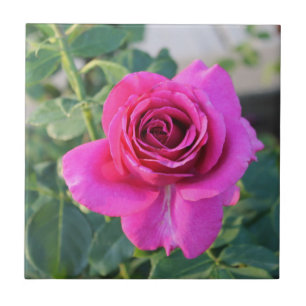 Carreaux en céramique Rose