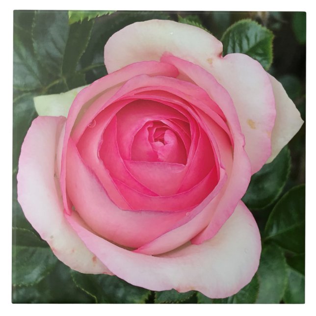 Carreaux en céramique rose (Devant)