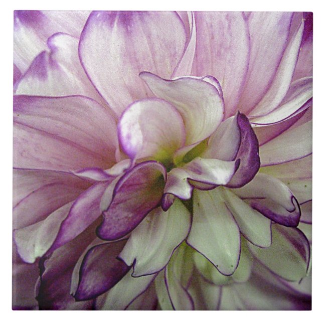 Carreaux en céramique violet Dahlia (Devant)