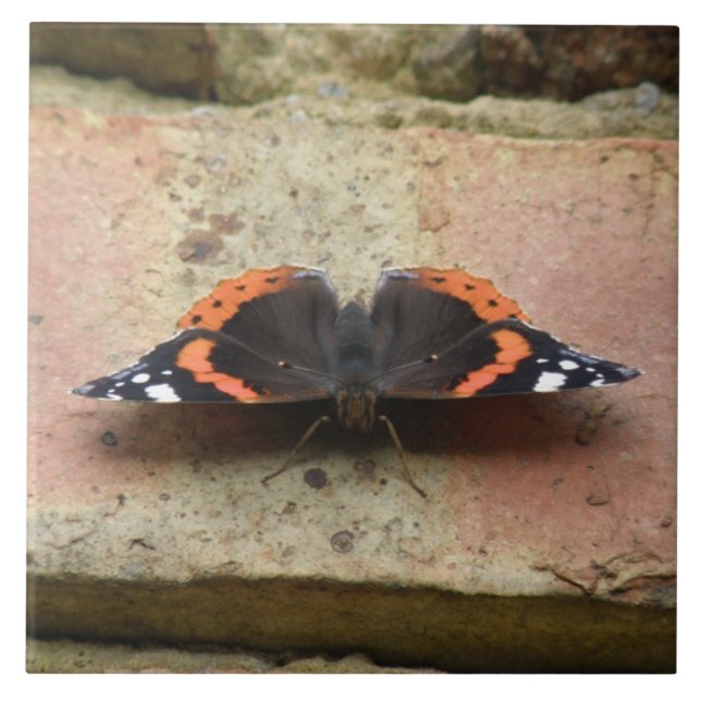 Carreaux papillon de l'amiral rouge (Devant)