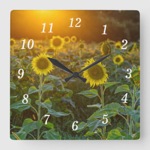 Carrée Coucher De Soleil À Tournesol Champ Horloge