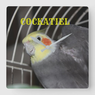 Carrée Horloge de carré de plan rapproché de COCKATIEL