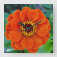 Horloge orange de fleurs de Zinnia