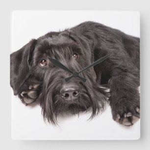 Carrée Horloge Riesenschnauzer