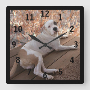 Carrée Pitbull Irresistible Porch Chien Numéroté Horloge 