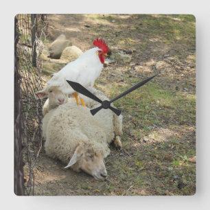 Carrée Poulet se reposant sur une horloge de moutons