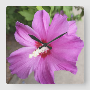 Carrée Titre Fleur d'Hibiscus Rose Floral Nature Horloge