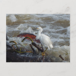 CARRIBEAN BIRD POSTCARD #1 POSTKARTE