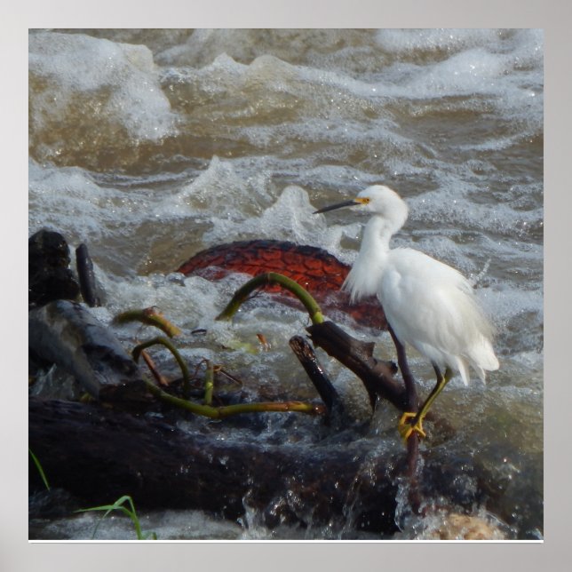 CARRIBEAN BIRD POSTER (Vorne)