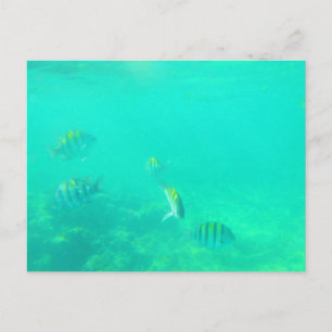 CARRIBEAN SEE #5 POSTCARD POSTKARTE