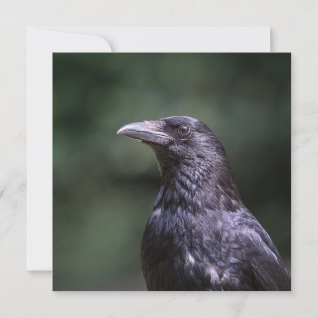 Carrier Crow Naturfotokarte (Vorderseite)
