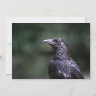 Carrier Crow Vogel Naturfotokarte