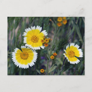 Carrizo Schlichte Wildblumen Postkarte