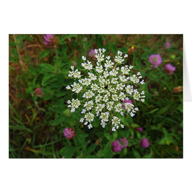 Carrot Blossom (Vorderseite (Horizontal))