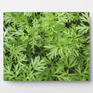 Carrot Tops Plaque Fotoplatte