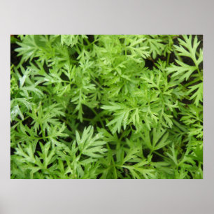Carrot Tops Print Poster