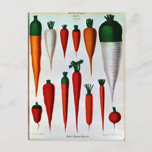 Carrots Postkarte (Vorderseite)