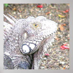 CArt Iguana Poster