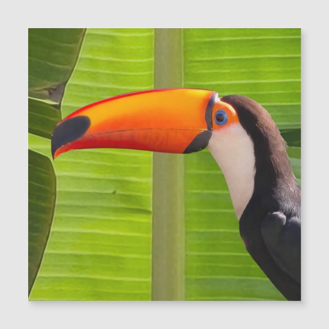 Cartão maagnético com design Tucano Magnetkarte (Vorderseite)