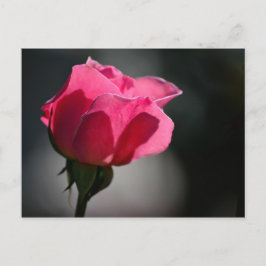 Cartão Postal - Rosa (Casa das Rosas)|Nº5 Postkarte