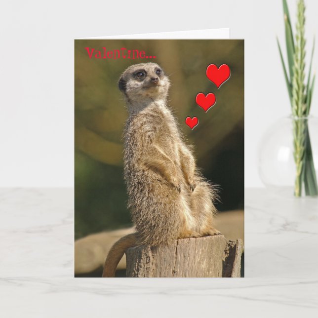 Carte 006 de Meerkat Valentine (Devant)