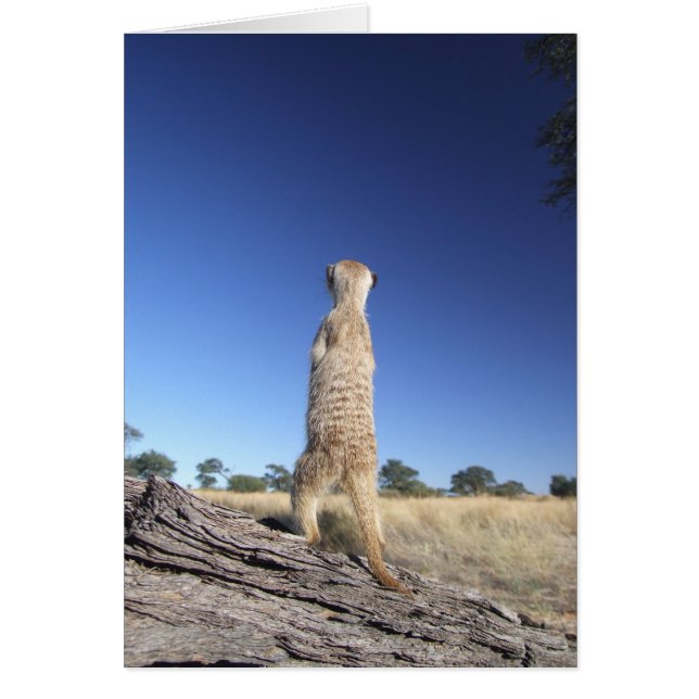 Carte 13 de KMP - sentinelle de Moomins (Devant)