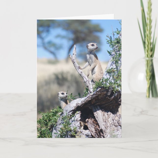 Carte 15 de KMP - sentinelles de favoris (Devant)