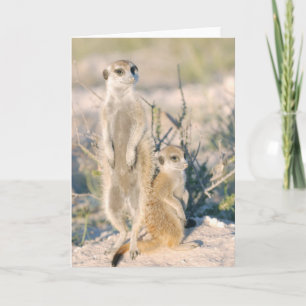 Carte 16 de KMP - pépite de garde d'enfants de