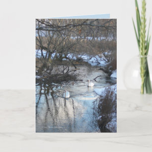 Carte 2 swans en hiver