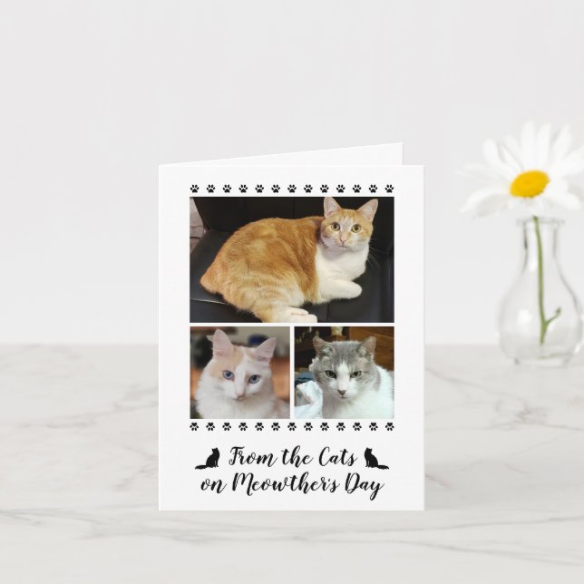 Carte 3 Script photo de chat chien animal de compagnie e (Petite plante)