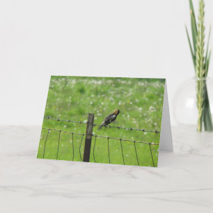 Carte 5 6 2009 044, Bobolink sur un pied