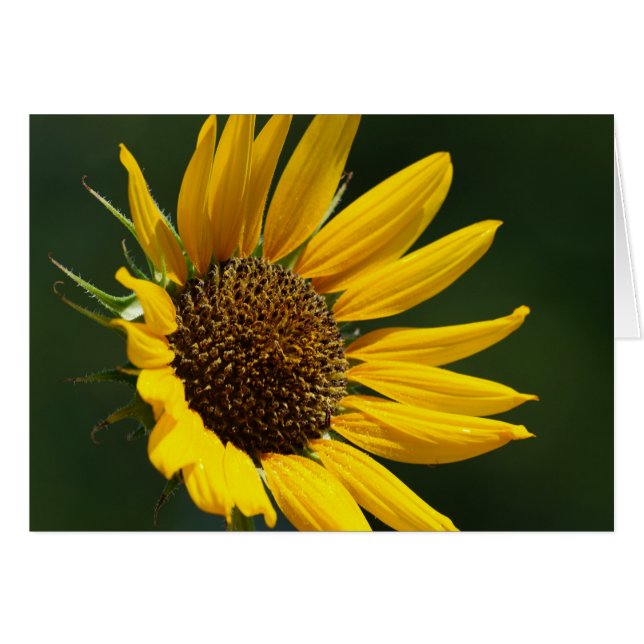 Carte 5X7 de tournesol d'août (Devant horizontal)