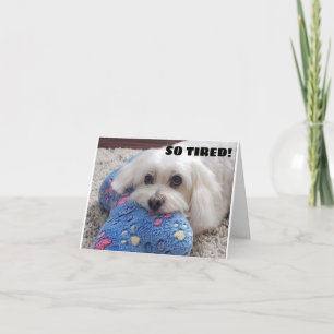 Carte *70e anniversaire* HA HA HA HA HA (HUMOUR CHIEN FU