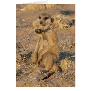 Carte 9 - Belvédère vif