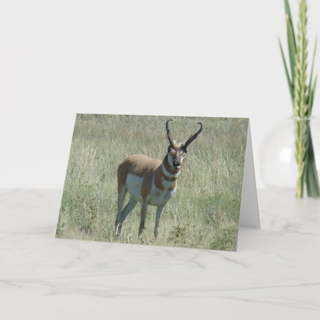 Carte A13 Pronghorn Antelope Buck (Devant)