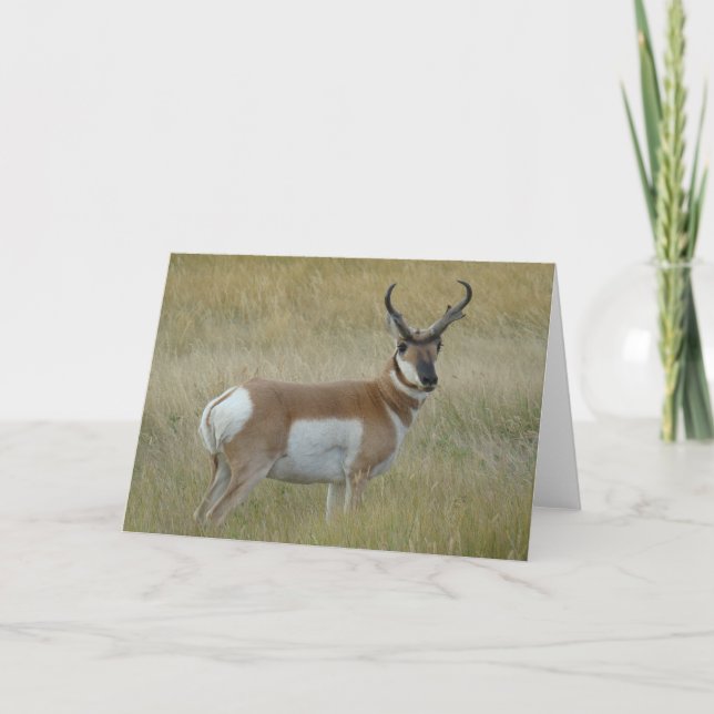 Carte A1 Pronghorn Antelope Buck (Devant)