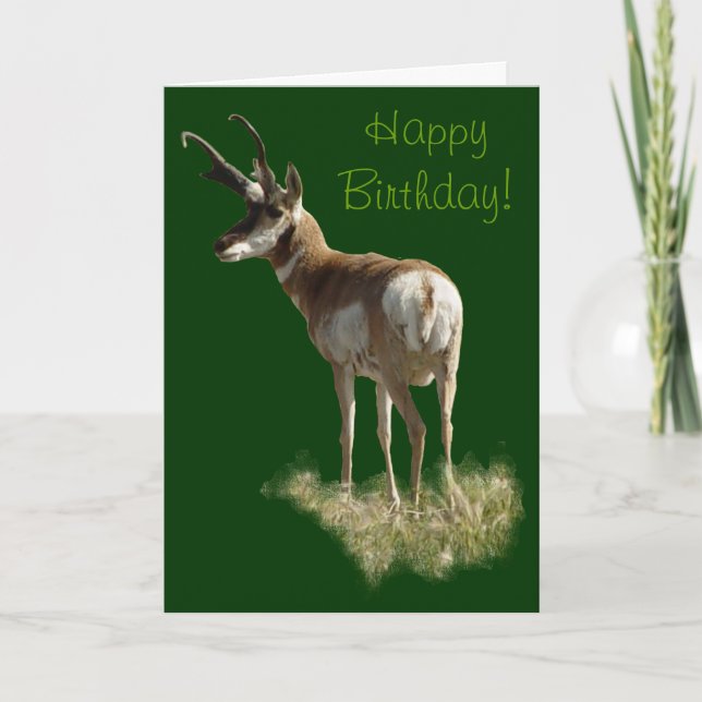 Carte A43 Pronghorn Antelope Buck (Devant)
